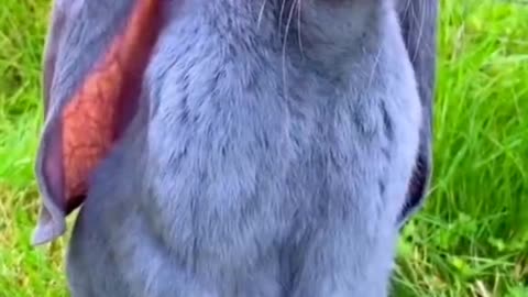 Long eared rabbit