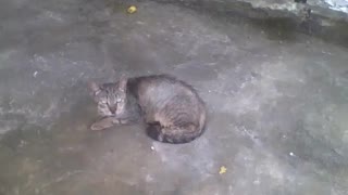 Lonely cat in the garage, he looks a little sad, but looks fine [Nature & Animals]