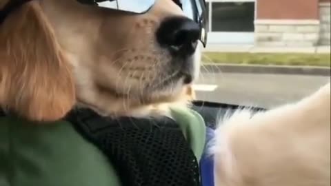 dog driving car with googles on