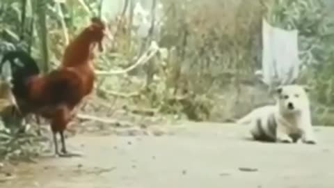 A dog imitating a rooster and trying to be a rooster.🤣🤣😂😂😂