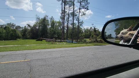 HURRICANE IDALIA DESTROYED DOWLING PARK TREE'S