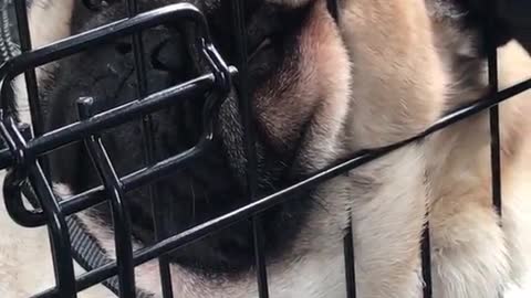 Lazy pug resting face on cage with friend