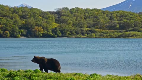 Bear is Dangerous wild animals. Avki Large fluffy brown walks