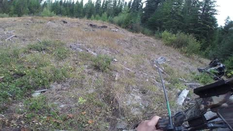 Archer Bull Elk, Close Call