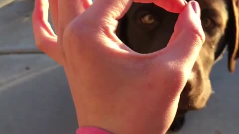 Black dog on sidewalk sticks nose in owner's hand