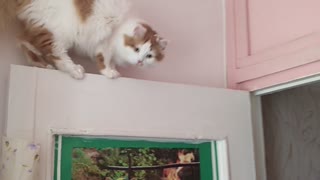 Extreme cat