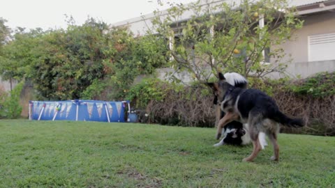 dog playing