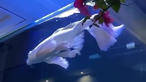 Wonderful white fish 🐟😍