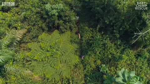 Baby Chimps Visit The Forest For The First Time | BBC Earth