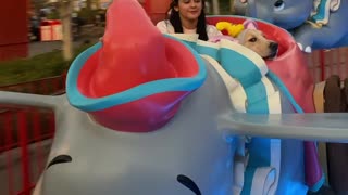 Riley the Service Dog Enjoys Amusement Park Ride