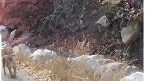 These are some *very* close encounters with Mountain Lions 😲