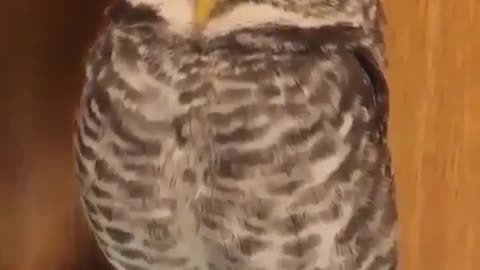 little baby owl falling asleep