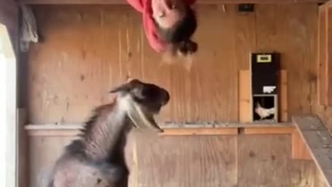 man and goat are fighiting funny video