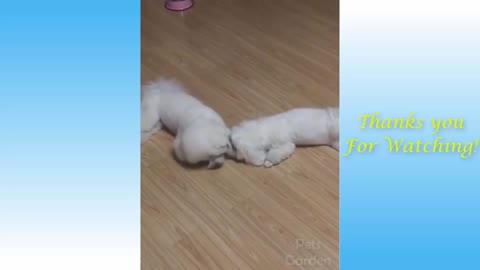 Funnt pet super cute moments