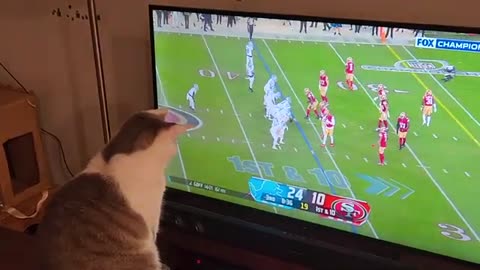 Cat Watches NFL Football Final