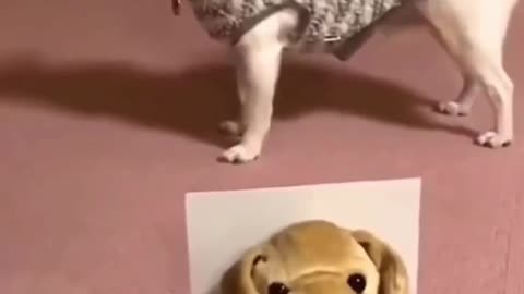 Little Dog and toy Dog Howling together.