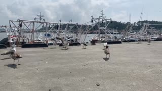 seagulls are eating