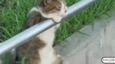 FUNNY CATS A selection of the funniest videos about cats and cats Funny jokes with cats