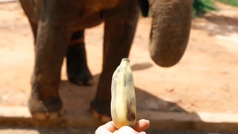 ELEPHANT EATING BANANA