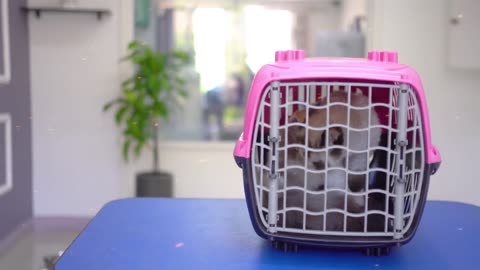 Adorable Cat Spa: A Purr-fect Bath Time Experience!