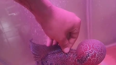 Lou han fish (flowerhorn) 3