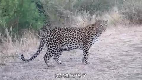 Leopard looking for prey