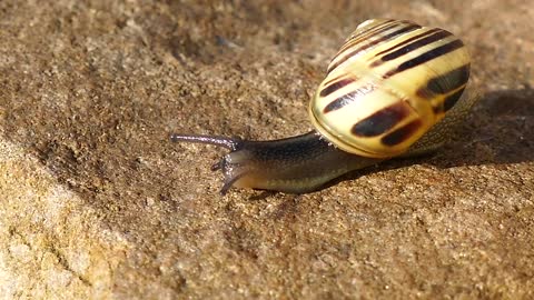 Close-Up View Of A Crawling Snail