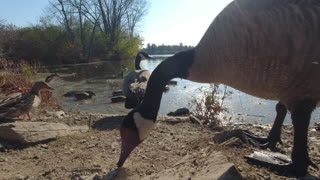 Feeding the Birds!!!!!!!!!!!!!