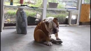 BREAK DANCING BULLDOG