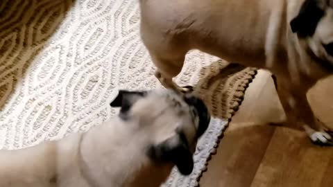 Faith, Beau and LuLu eating ice cream