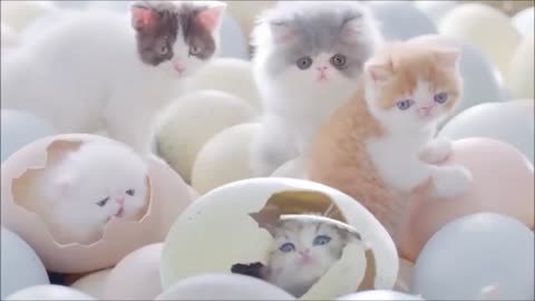 cats are not supposed to break out of eggs 🤣