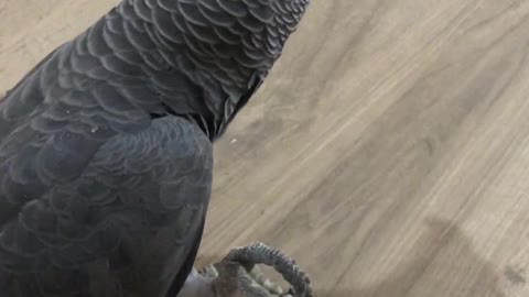 Parrot Craves a Crunchy Snack