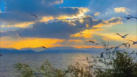 Seaside sunset and seagulls