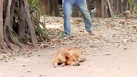 Funny Videos Fake Lion and Fake Tiger Prank To dog