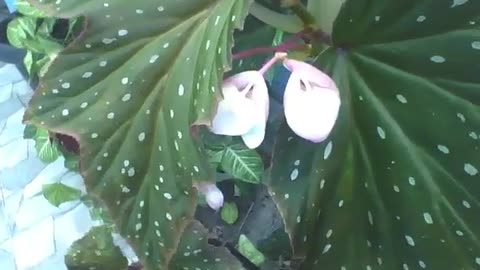 Beautiful maculata begonia plant in a vase, it has white spots and flowers! [Nature & Animals]