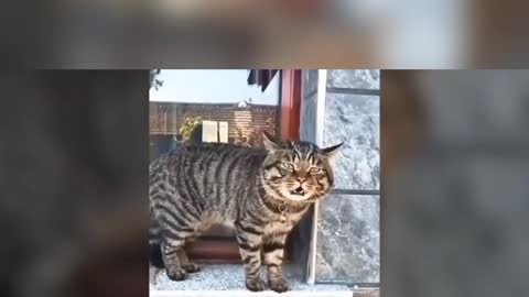 Compilation of talking cats video