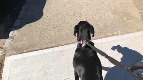 Dog Drops Beloved Toy To Greet Patients