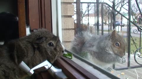 Cat and Guinea Pig befriend wild squirrel