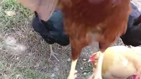 Rooster Jumps For Treat in Slow Motion