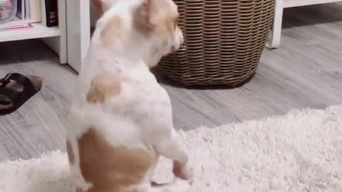 Itchy dog "dances" along to the music