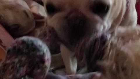 Feisty Frenchie loves playing with rope toy