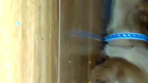 Dog Goes under Cabinet to Eat Peanut Butter