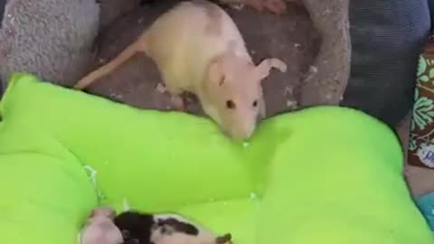 mother mouse cares for little mice