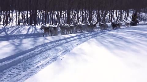 The world's longest sled dog race, held in Kamchatka, is one of the toughest challenges on Earth.