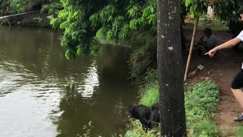 Dog Dives in to Save Person From Drowning