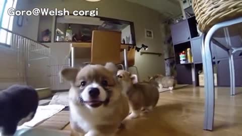 Funny puppy