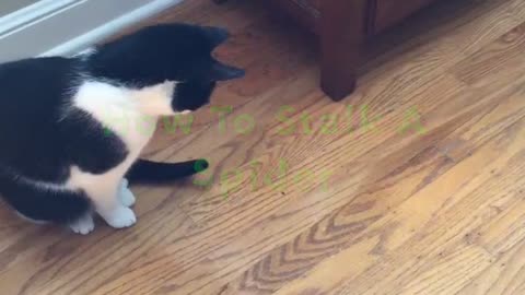 Patient Cat Stalks Spider And Wins