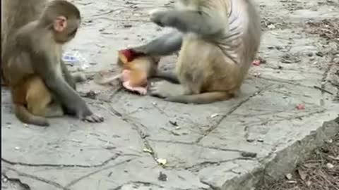 Amazing! Monkey China & Funny Love monkey| Animals Love #Short (313)