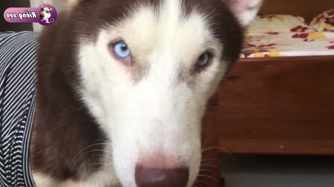 Husky dog ​​can eat tangerine and dragon fruit