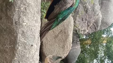 Wow, this divinely proud peacock!